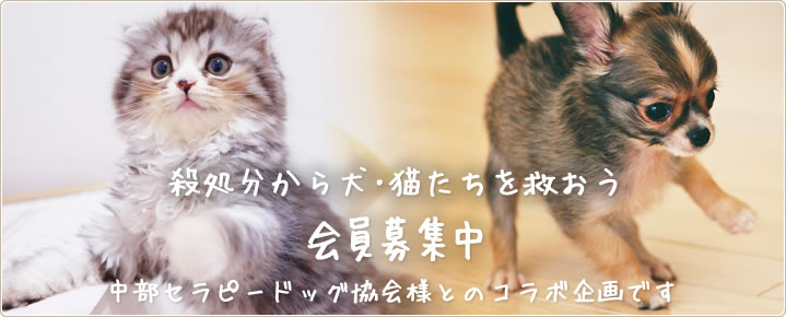 【犬猫譲渡会】 三重県四日市市 ペットショップ 『PET DEALER HARU』 トリミング 子犬 うさぎ 子猫