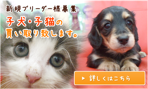 子犬・子猫の買い取り致します。